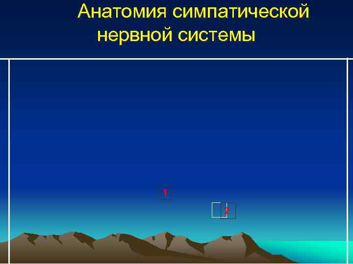 Анатомия симпатической нервной системы 1 2 