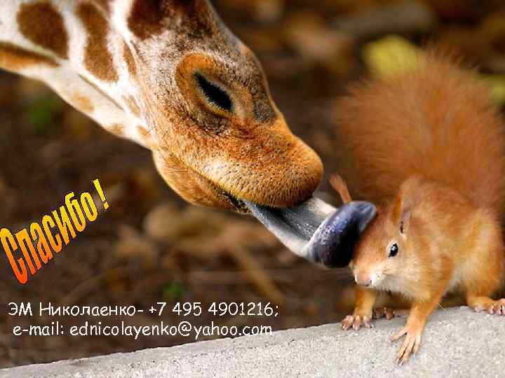 ЭМ Николаенко- +7 495 4901216; e-mail: ednicolayenko@yahoo. com 