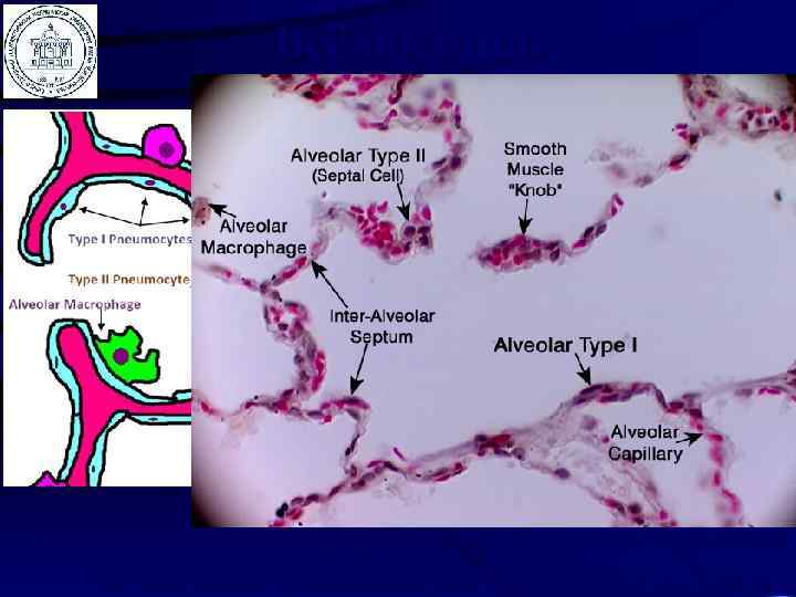 Всё логично… http: //lh 4. ggpht. com/_c. EPdz 7 M 9 ILE/TMt. Cdj. Lyep.