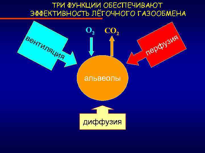 ТРИ ФУНКЦИИ ОБЕСПЕЧИВАЮТ ЭФФЕКТИВНОСТЬ ЛЁГОЧНОГО ГАЗООБМЕНА в ен О 2 тил СО 2 зия
