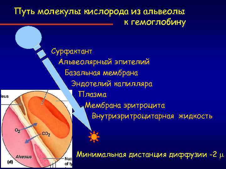 Путь молекулы кислорода из альвеолы к гемоглобину Сурфактант Альвеолярный эпителий Базальная мембрана Эндотелий капилляра