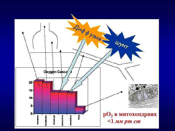 Ди фф узи я шу нт р. О 2 в митохондриях <1 мм рт