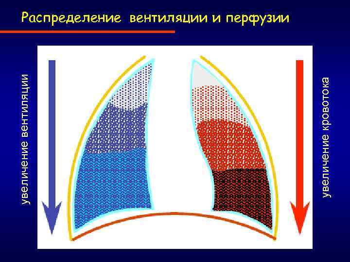 Соотношение вентиляции и перфузии в легких. Перфузия и вентиляция. Вентиляция и перфузия легких. Перфузия легких это. Взаимоотношение между вентиляцией и перфузией в легких.