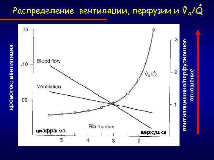 диафрагма верхушка вентиляцищнно/перфузионное отношение кровоток; вентиляция Распределение вентиляции, перфузии и VA/Q 