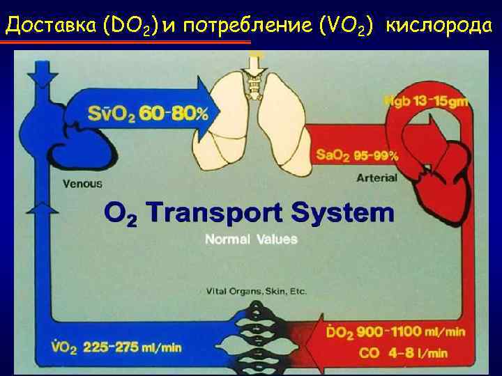 Доставка (DO 2) и потребление (VO 2) кислорода 