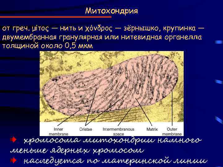 Митохондрия от греч. μίτος — нить и χόνδρος — зёрнышко, крупинка — двумембранная гранулярная