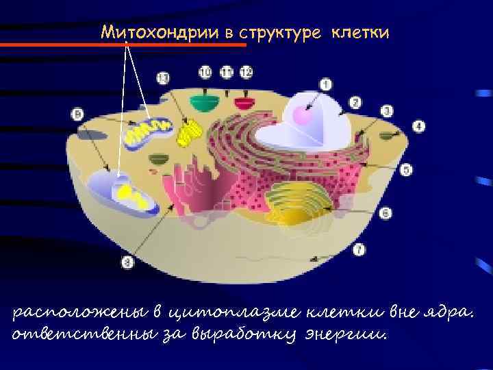 Митохондрии в структуре клетки расположены в цитоплазме клетки вне ядра. ответственны за выработку энергии.