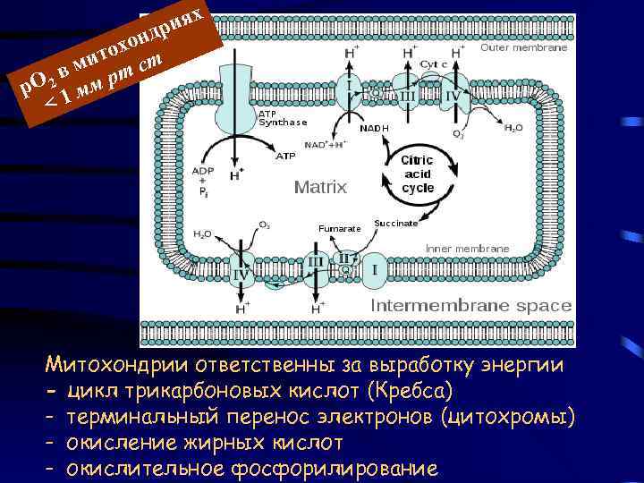 иях др н охо мит т ст в 2 р. О 1 мм р