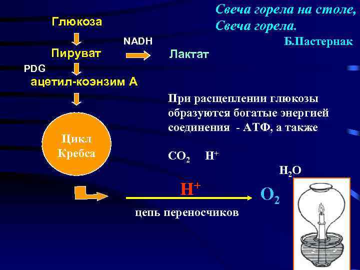 Свеча горела на столе, Свеча горела. Глюкоза Пируват Б. Пастернак NADH Лактат PDG ацетил-коэнзим