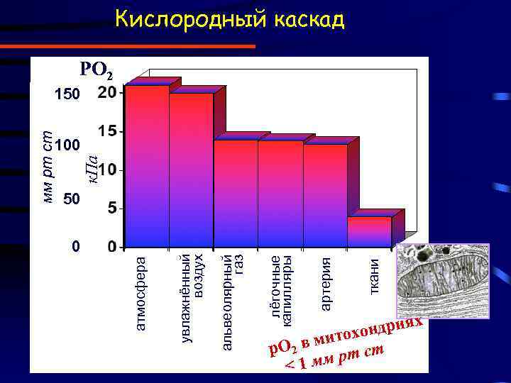 0 лёгочные капилляры альвеолярный газ увлажнённый воздух атмосфера дриях он митох р. О 2