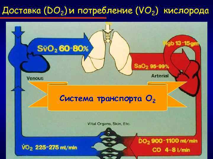 Доставка (DO 2) и потребление (VO 2) кислорода Система транспорта О 2 5 