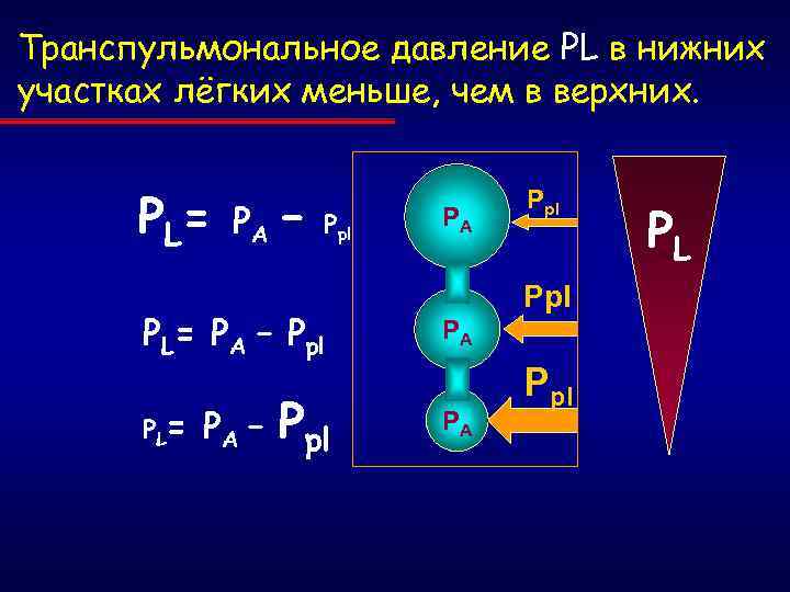 Транспульмональное давление PL в нижних участках лёгких меньше, чем в верхних. P L= PА