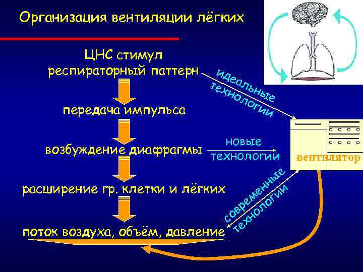 Организация вентиляции лёгких ЦНС стимул респираторный паттерн передача импульса ид е тех альн ы