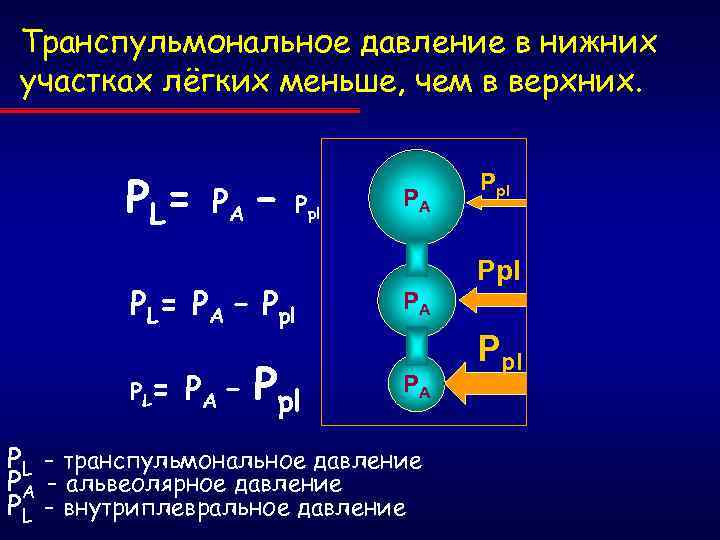 Транспульмональное давление в нижних участках лёгких меньше, чем в верхних. P L= PА –