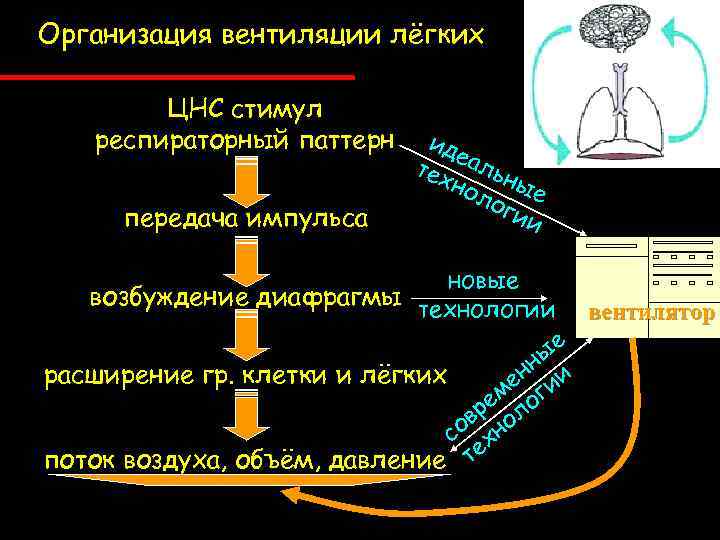 Организация вентиляции лёгких ЦНС стимул респираторный паттерн передача импульса ид е тех альн ы