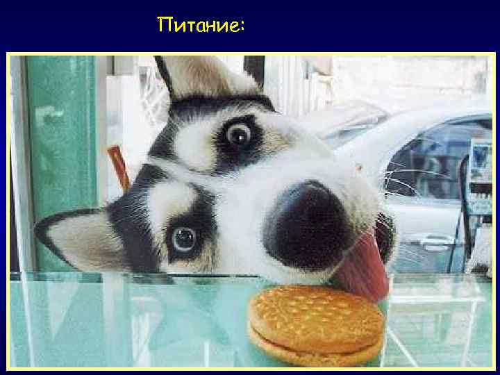 Питание: энергия белок омега-3 энтерально ? парэнтерально ? 