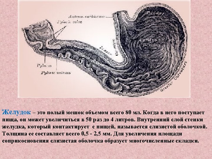 Желудок – это полый мешок объемом всего 80 мл. Когда в него поступает пища,