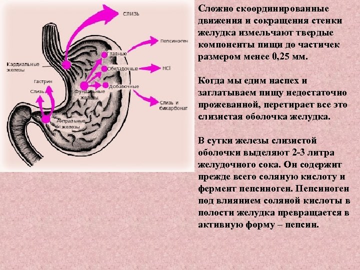 Сложно скоординированные движения и сокращения стенки желудка измельчают твердые компоненты пищи до частичек размером