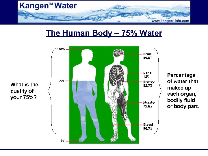 The Human Body – 75% Water What is the quality of your 75%? Percentage