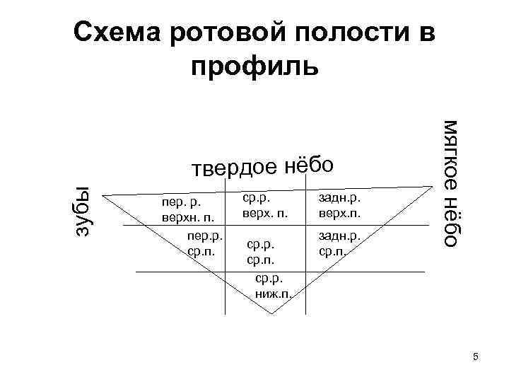 Схема ротовой полости в профиль зубы пер. р. верхн. п. пер. р. ср. п.