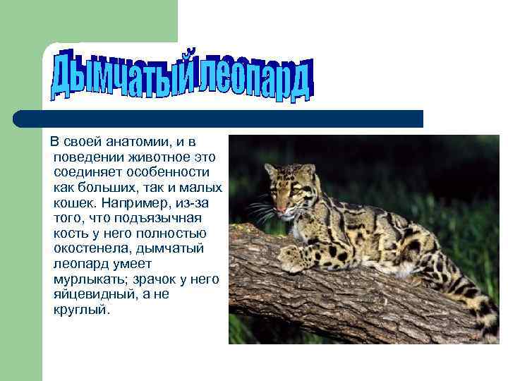  В своей анатомии, и в поведении животное это соединяет особенности как больших, так