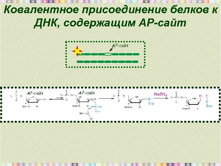 Ковалентное присоединение белков к ДНК, содержащим АР-сайт Na. BH 4 
