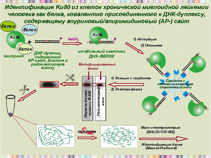 Идентификация Ku 80 из клеток хронической миелоидной лейкемии человека как белка, ковалентно присоединенного к