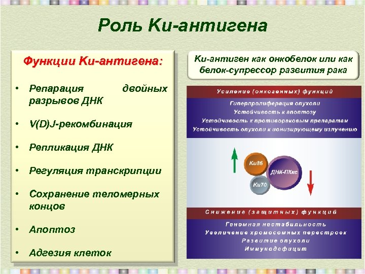 Роль Ku-антигена Функции Ku-антигена: • Репарация разрывов ДНК двойных • V(D)J-рекомбинация • Репликация ДНК