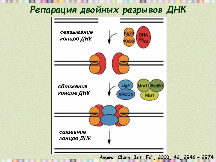 Репарация двойных разрывов ДНК связывание концов ДНК сближение концов ДНК сшивание концов ДНК Angew.