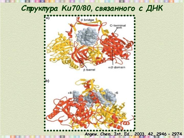 Структура Ku 70/80, связанного с ДНК Angew. Chem. Int. Ed. , 2003, 42, 2946