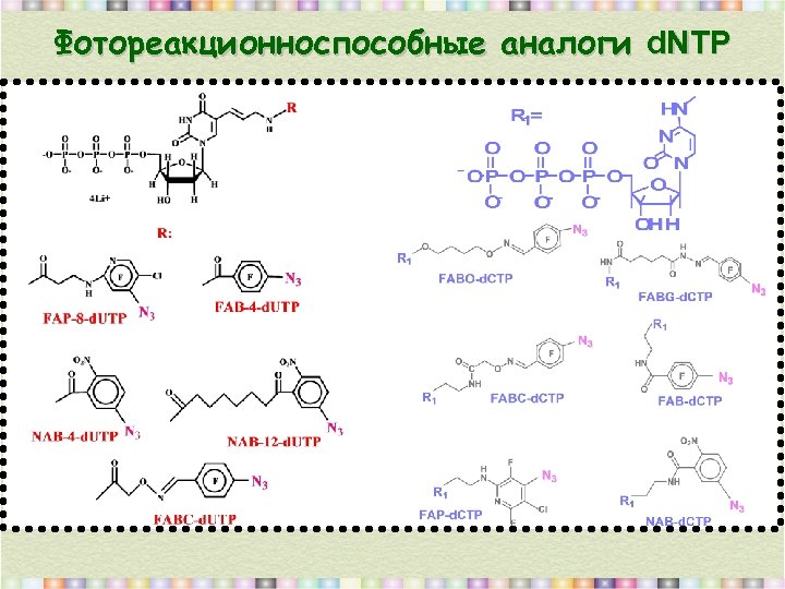 Фотореакционноспособные аналоги d. NTP 