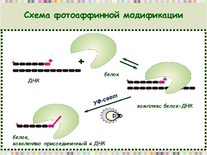 Схема фотоаффинной модификации + белок ДНК т е -св Ф У белок, ковалентно присоединенный
