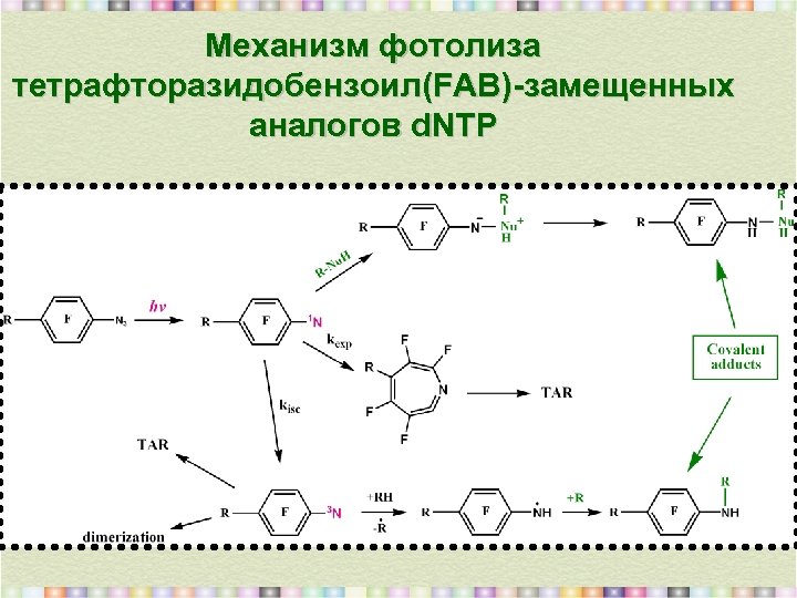 Механизм фотолиза тетрафторазидобензоил(FAB)-замещенных аналогов d. NTP 