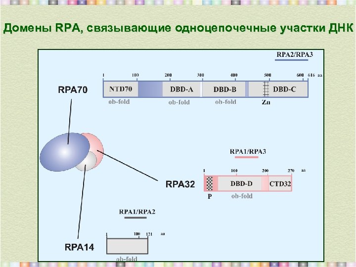 Домены RPA, связывающие одноцепочечные участки ДНК 