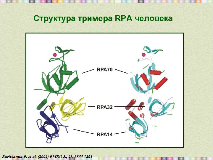 Структура тримера RPA человека Bochkareva E. et al. (2002) EMBO J. , 21, 1855