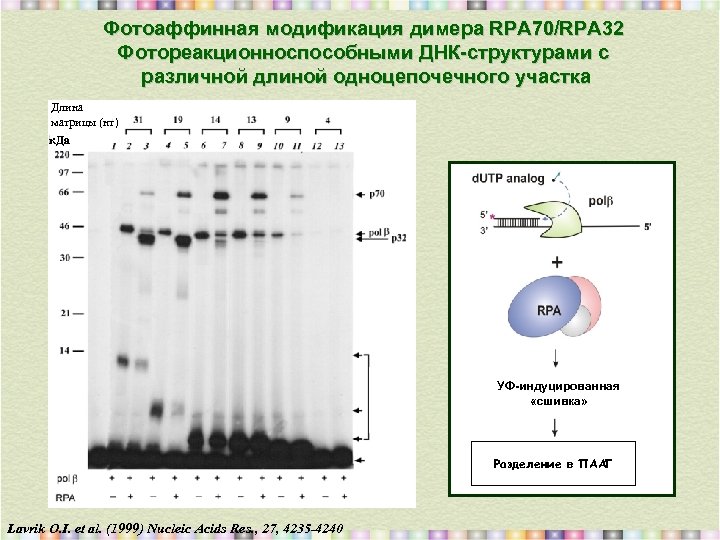 Фотоаффинная модификация димера RPA 70/RPA 32 Фотореакционноспособными ДНК-структурами с различной длиной одноцепочечного участка Длина