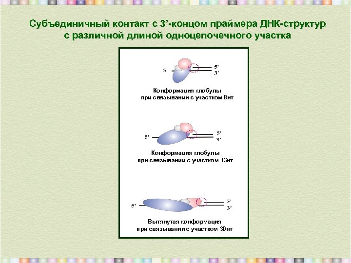Субъединичный контакт с 3’-концом праймера ДНК-структур с различной длиной одноцепочечного участка Конформация глобулы при