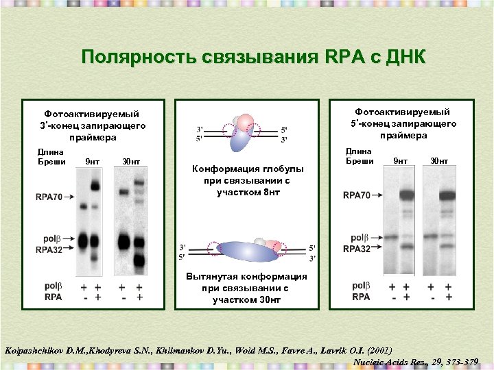 Полярность связывания RPA с ДНК Фотоактивируемый 5’-конец запирающего праймера Фотоактивируемый 3’-конец запирающего праймера Длина