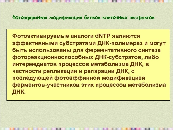 Фотоаффинная модификация белков клеточных экстрактов Фотоактивируемые аналоги d. NTP являются эффективными субстратами ДНК-полимераз и