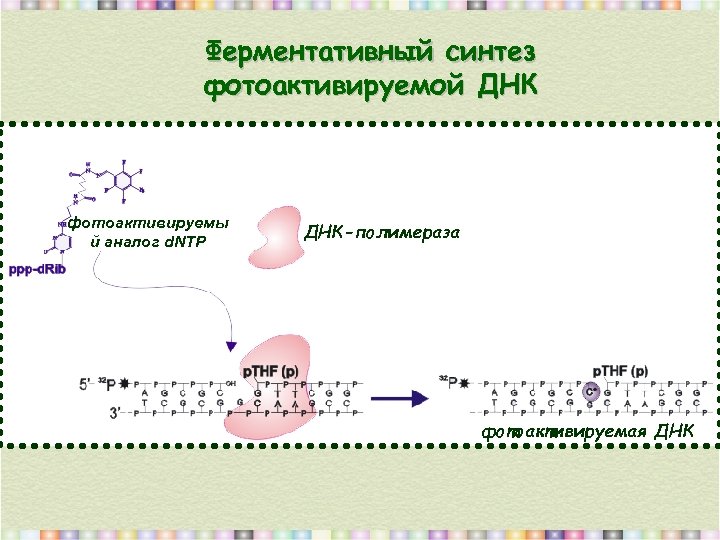 Ферментативный синтез фотоактивируемой ДНК фотоактивируемы й аналог d. NTP ДНК-полимераза фотоактивируемая ДНК 