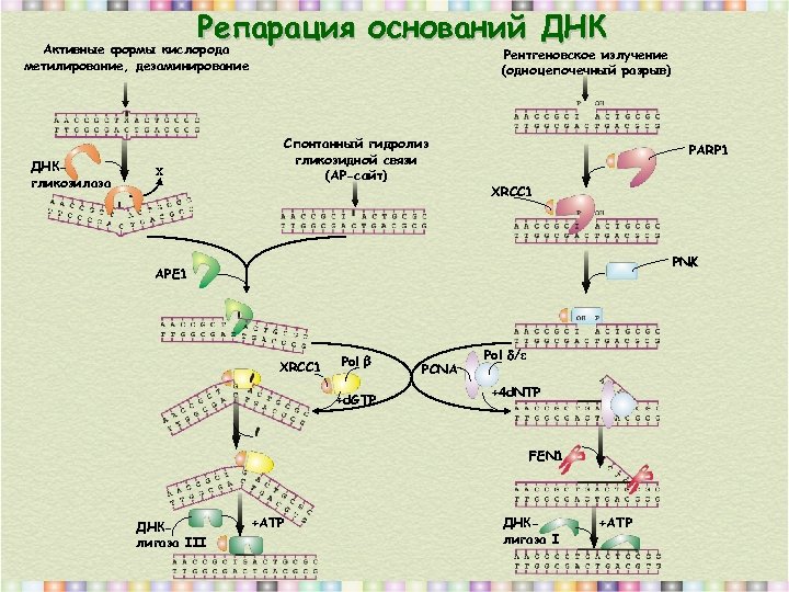 Репарация оснований ДНК Активные формы кислорода Рентгеновское излучение (одноцепочечный разрыв) метилирование, дезаминирование ДНКгликозилаза Х