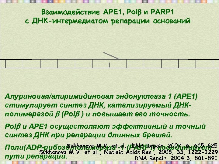 Взаимодействие APE 1, Pol и PARP 1 с ДНК-интермедиатом репарации оснований Апуриновая/апиримидиновая эндонуклеаза 1