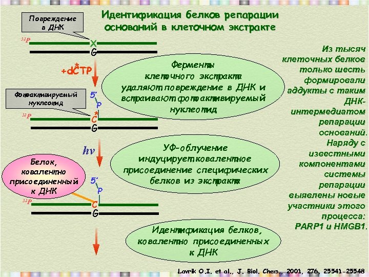 Идентификация белков репарации оснований в клеточном экстракте Повреждение в ДНК 32 Р X G