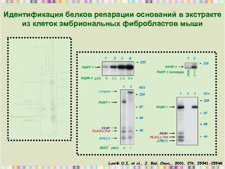 Идентификация белков репарации оснований в экстракте из клеток эмбриональных фибробластов мыши Lavrik O. I.