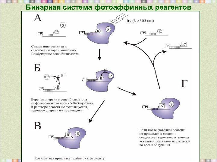 Бинарная система фотоаффинных реагентов 