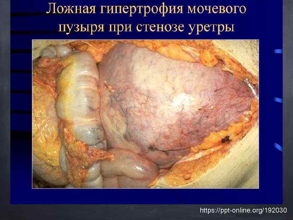 https: //ppt-online. org/192030 