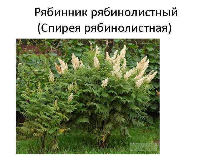 Рябинник рябинолистный (Спирея рябинолистная) 