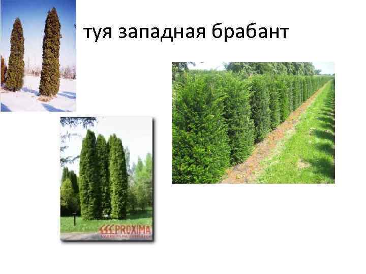 туя западная брабант 