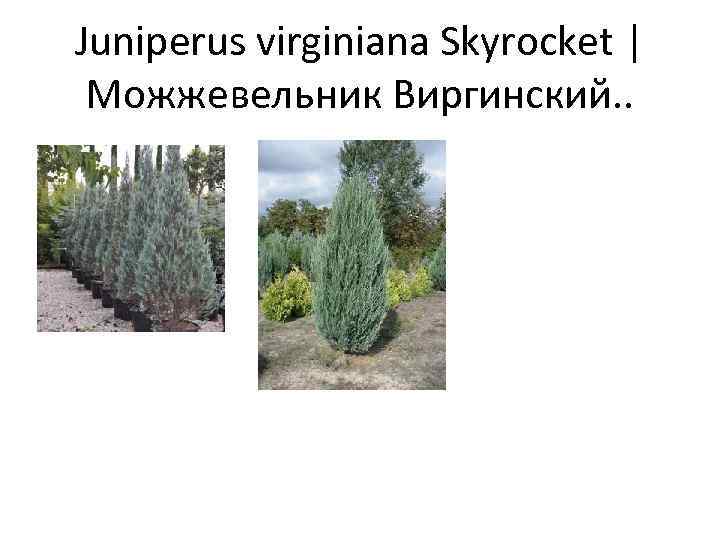 Juniperus virginiana Skyrocket | Можжевельник Виргинский. . 