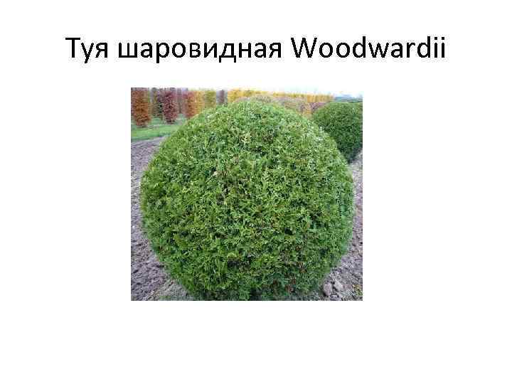 Туя шаровидная Woodwardii 